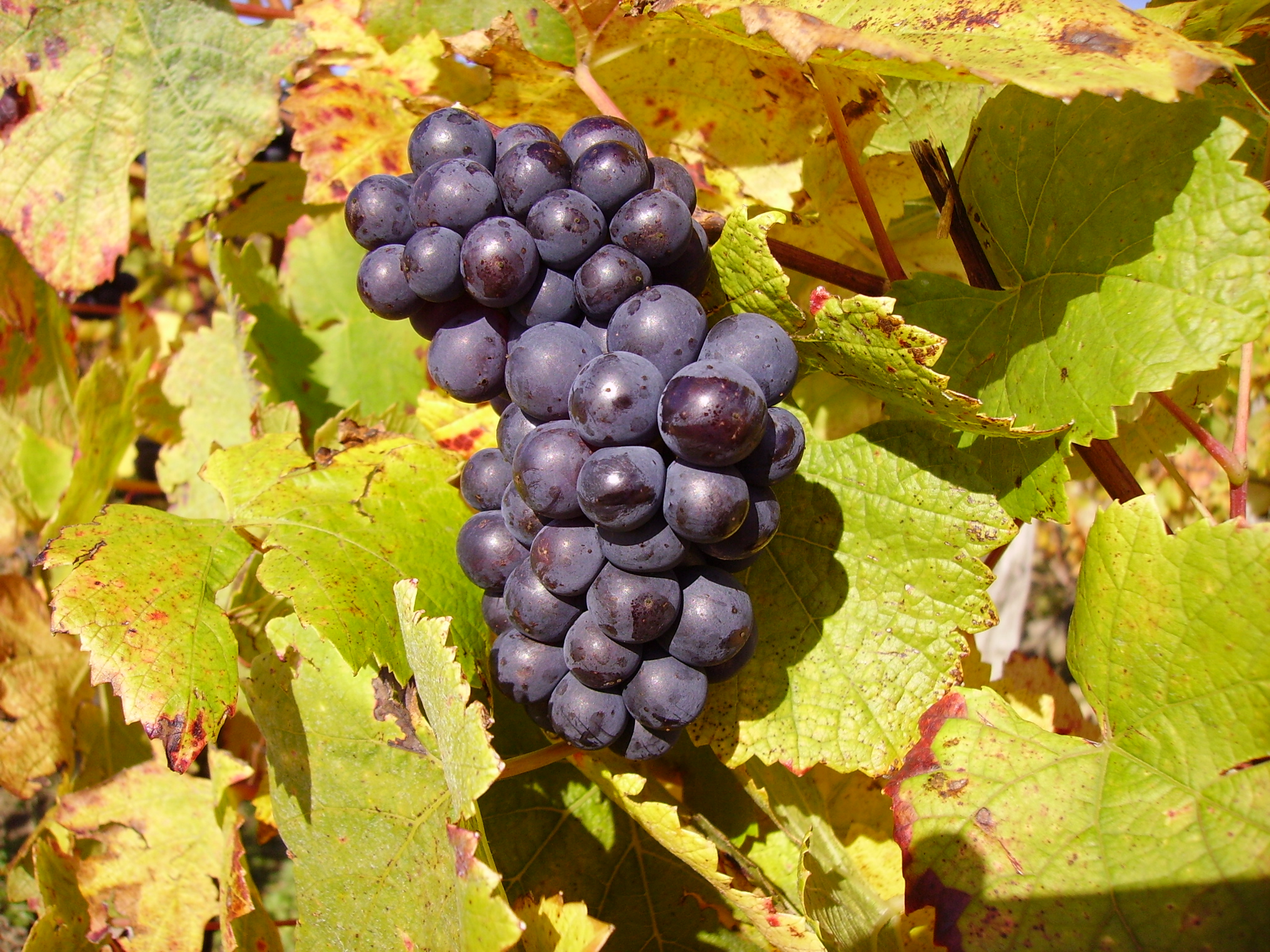 Pinot Noir-Rebsorte, Trauben fotografiert