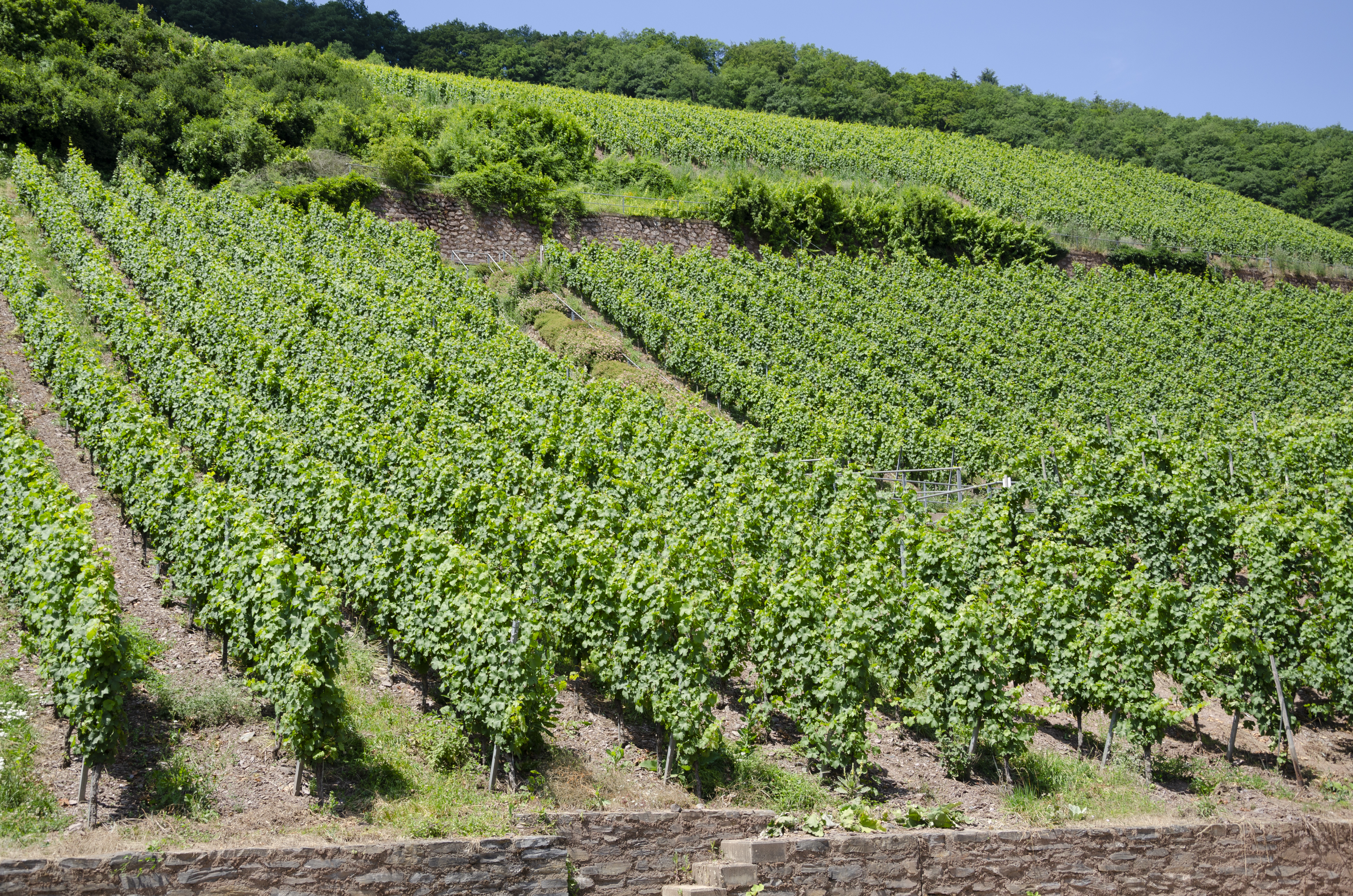 Riesling grape variety, wine cluster photograph
