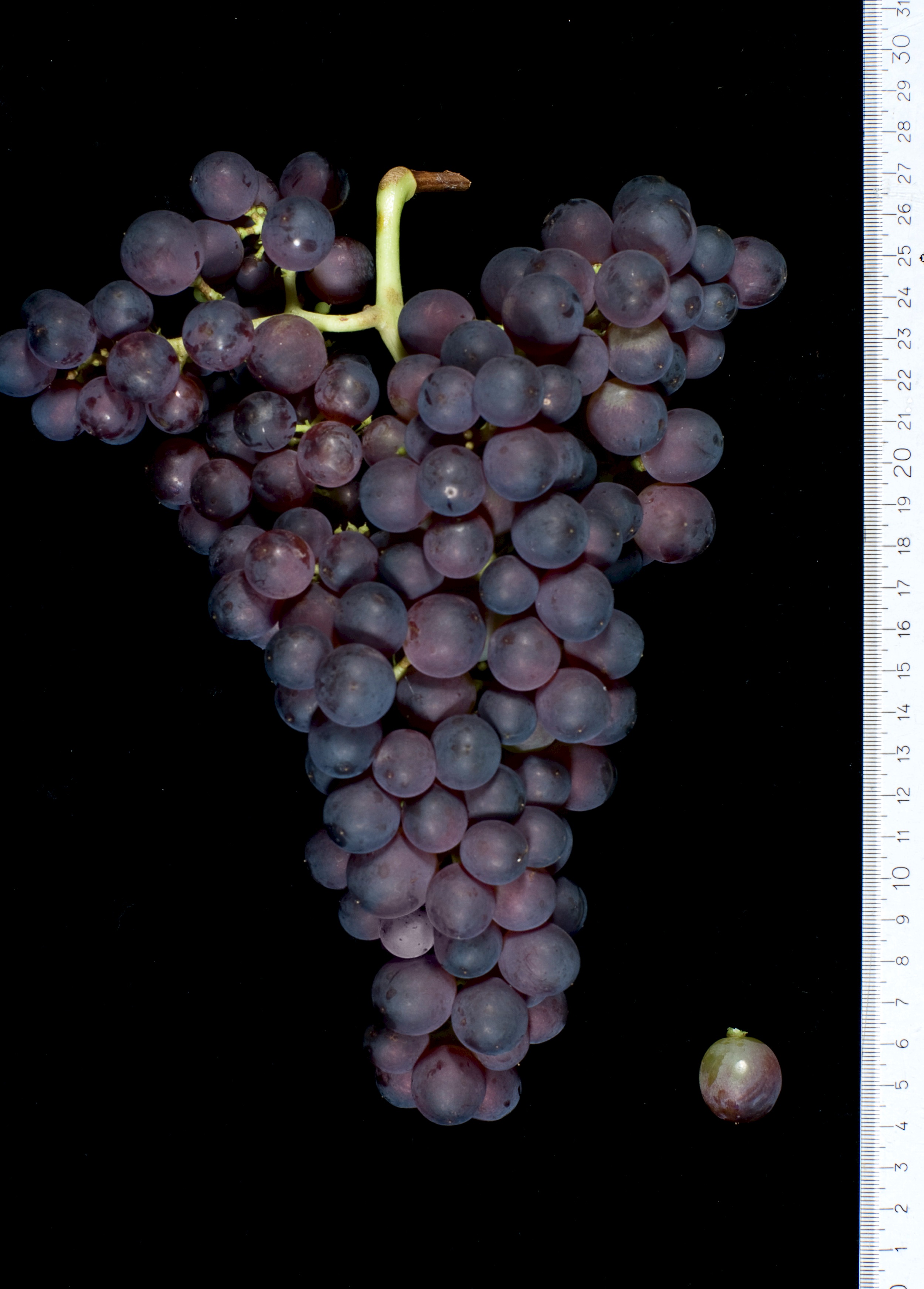Rossese grape variety, wine cluster photograph