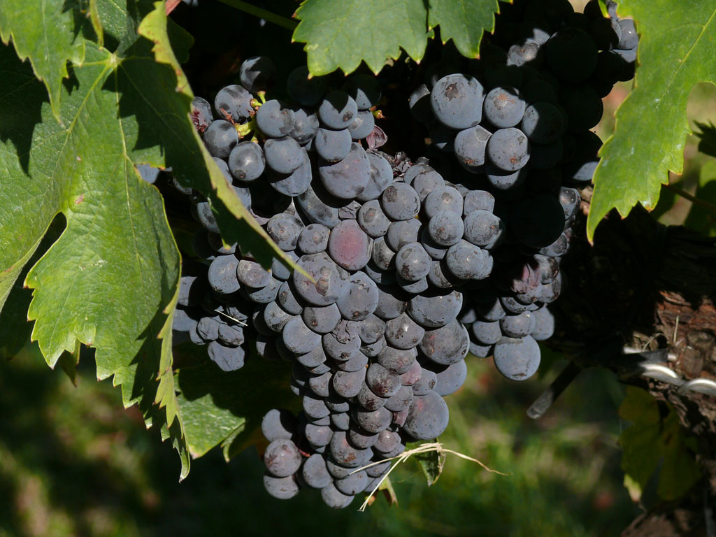Sagrantino-Rebsorte, Fotografie von Weintrauben