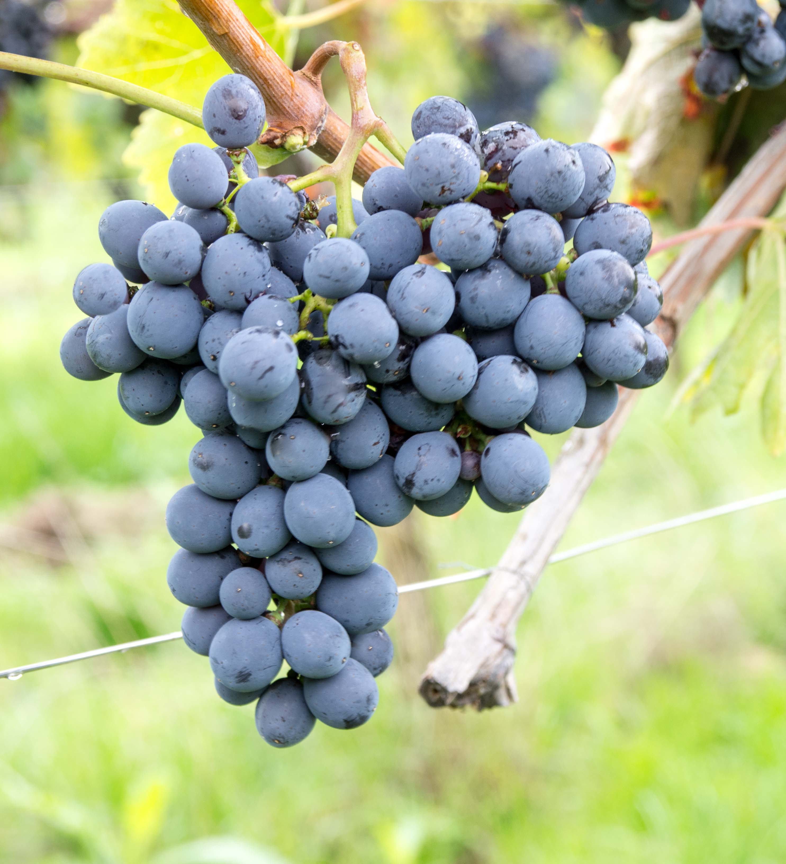 Sangiovese grape variety, wine cluster photograph