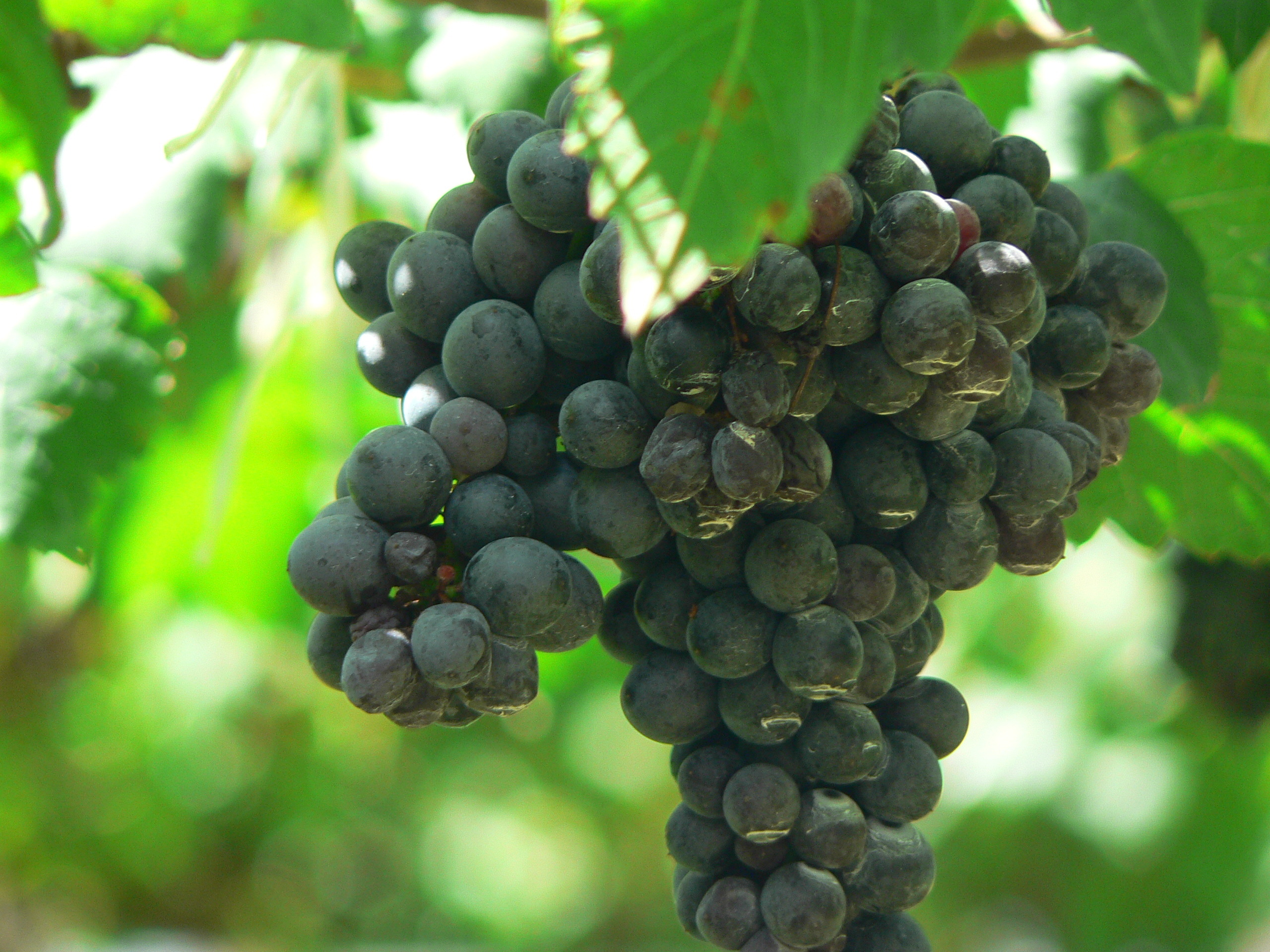 Syrah grape variety, wine cluster photograph