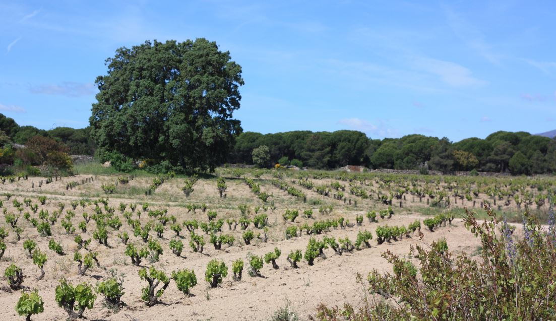 Tocai grape variety, wine cluster photograph