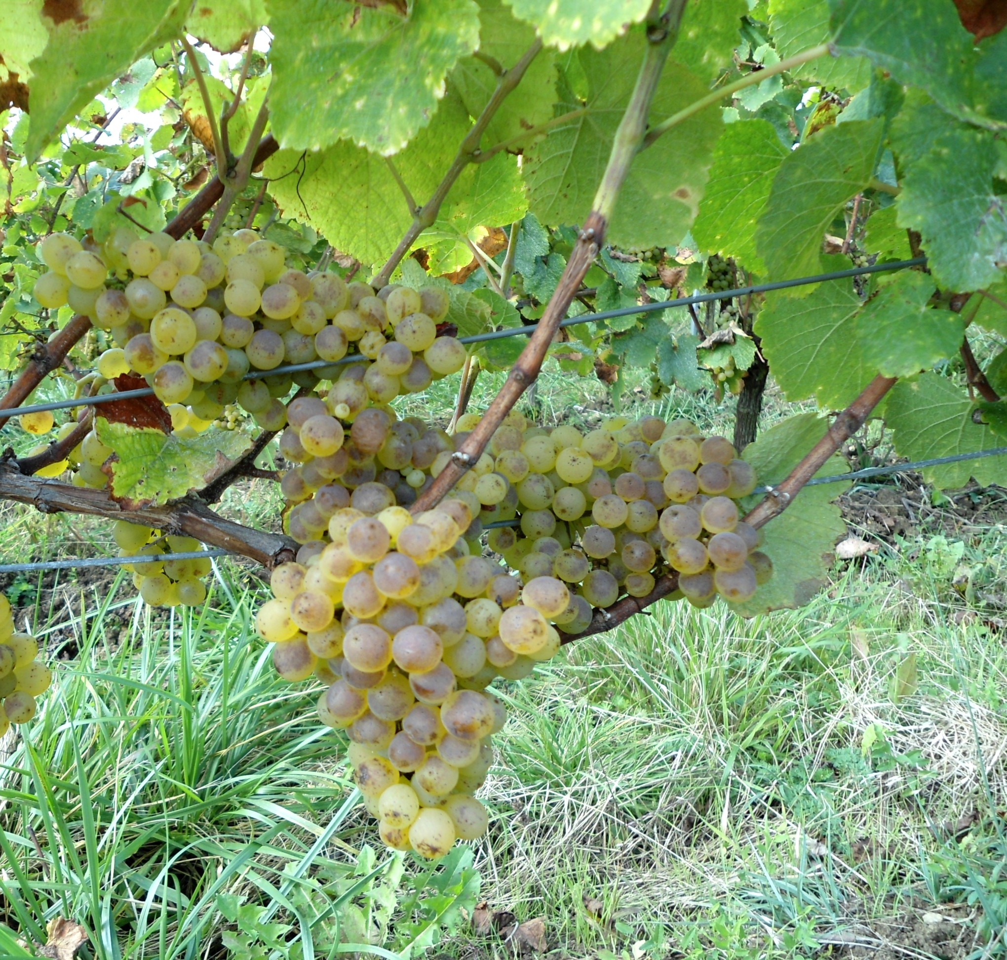 Traminer grape variety, wine cluster photograph