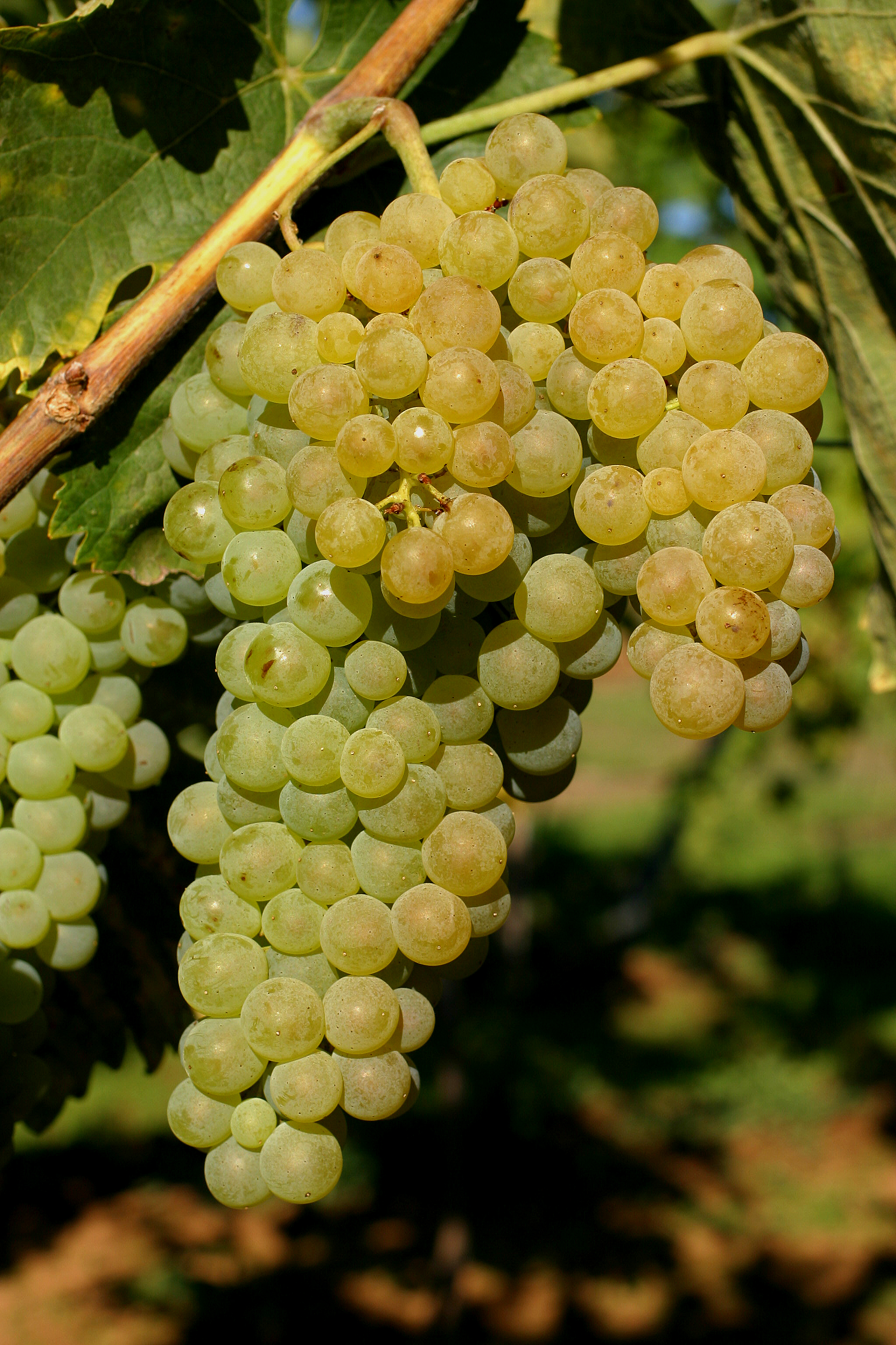 Trebbiano Toscano Rebsorte, Weinrebenfotografie