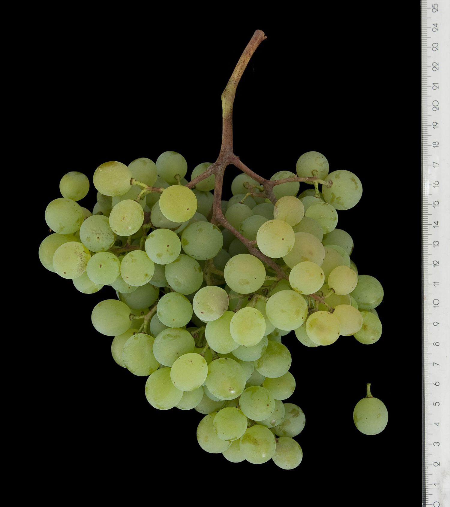 Verdeca grape variety, wine cluster photograph