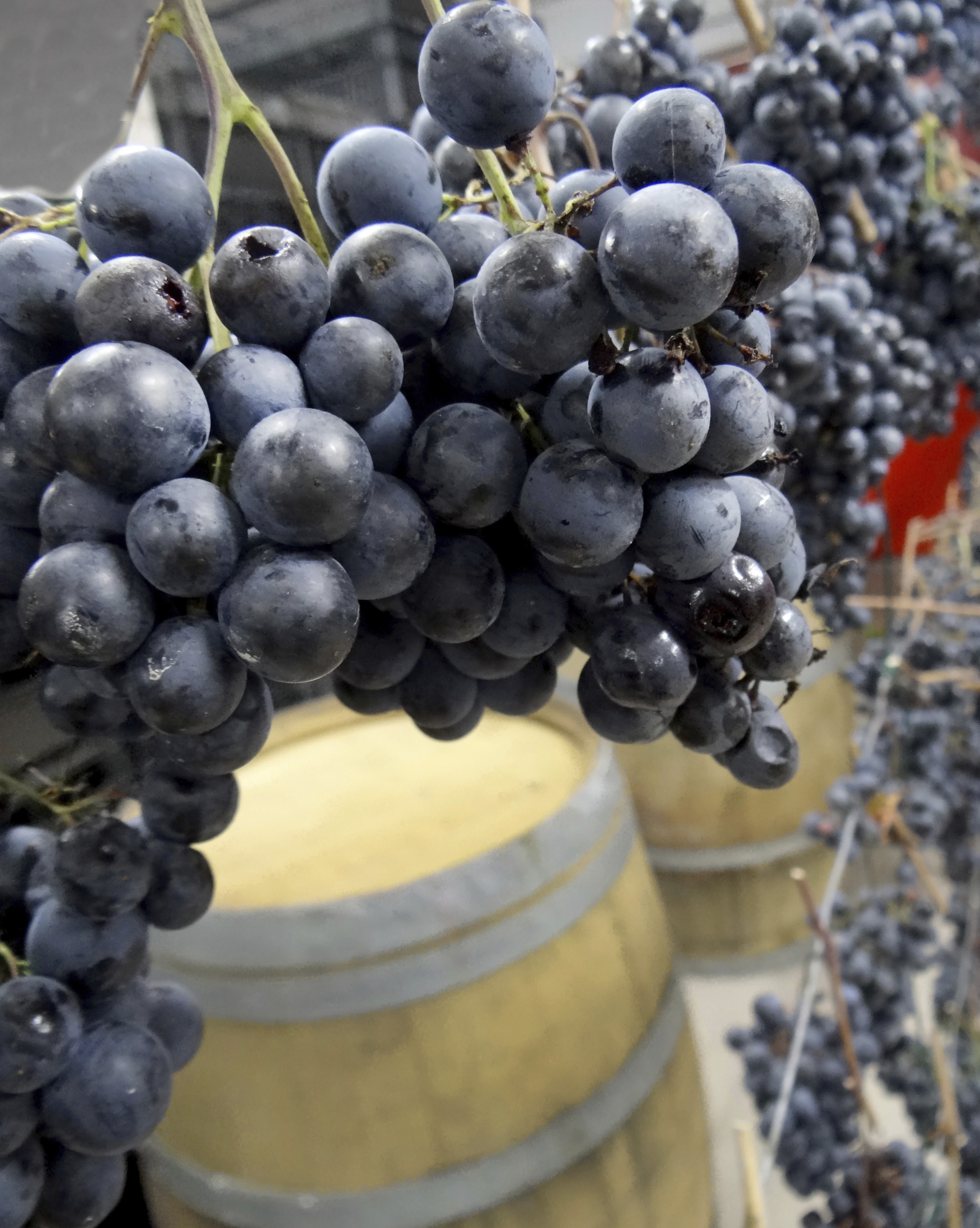 Vernaccia-Rebsorte, Wein-Trauben-Fotografie