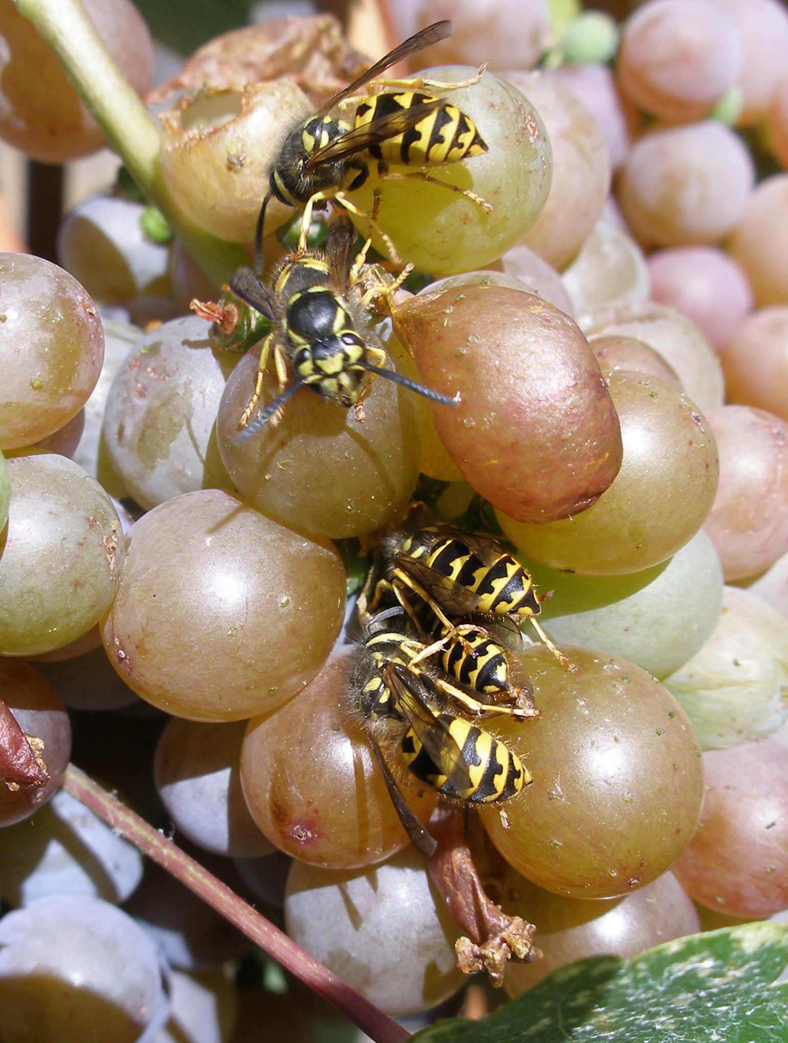 Variedad de uva Vespaiolo, fotografía de racimo de vino