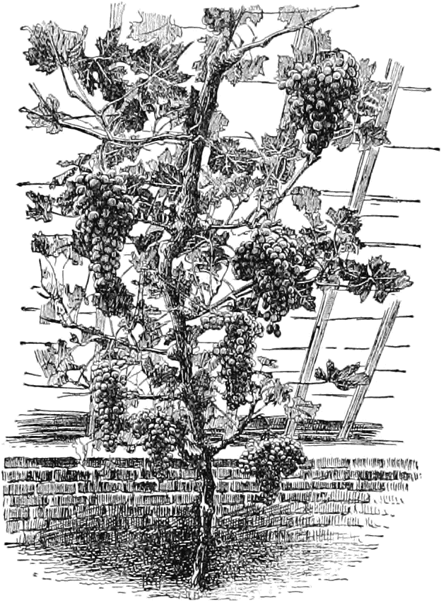 Cépage Zibibbo, photographie de grappe de raisin